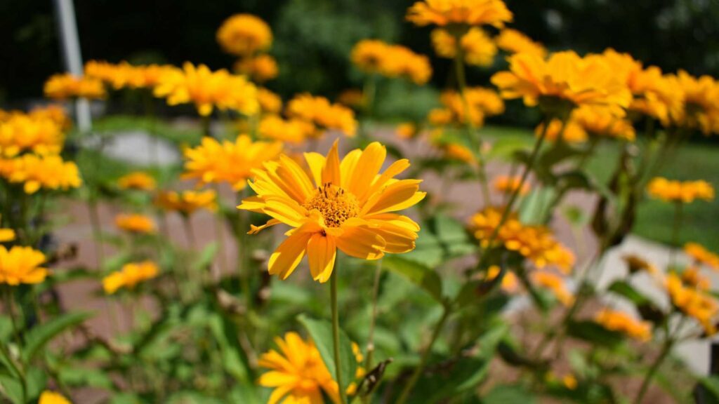False Tuscan Gold Sunflower in Gardens