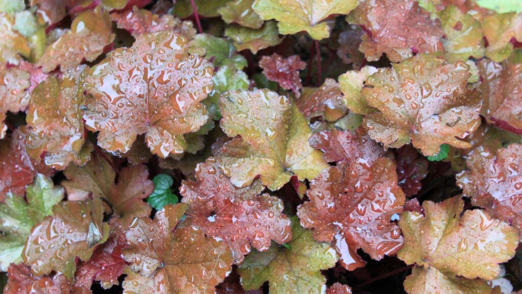 Foliage Palace Purple Heuchera Micrantha Plant
