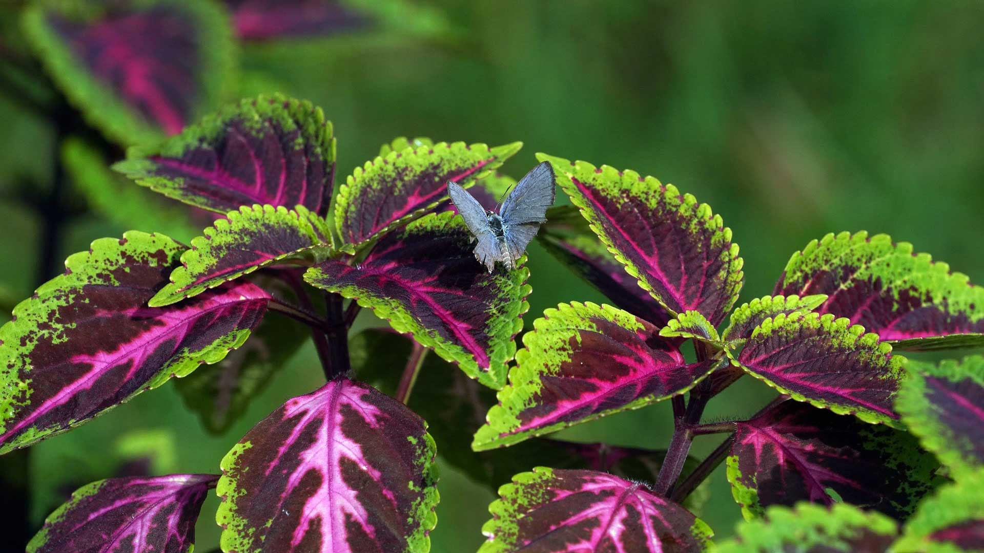 King Kong Coleus The Red Premium Shade Plant