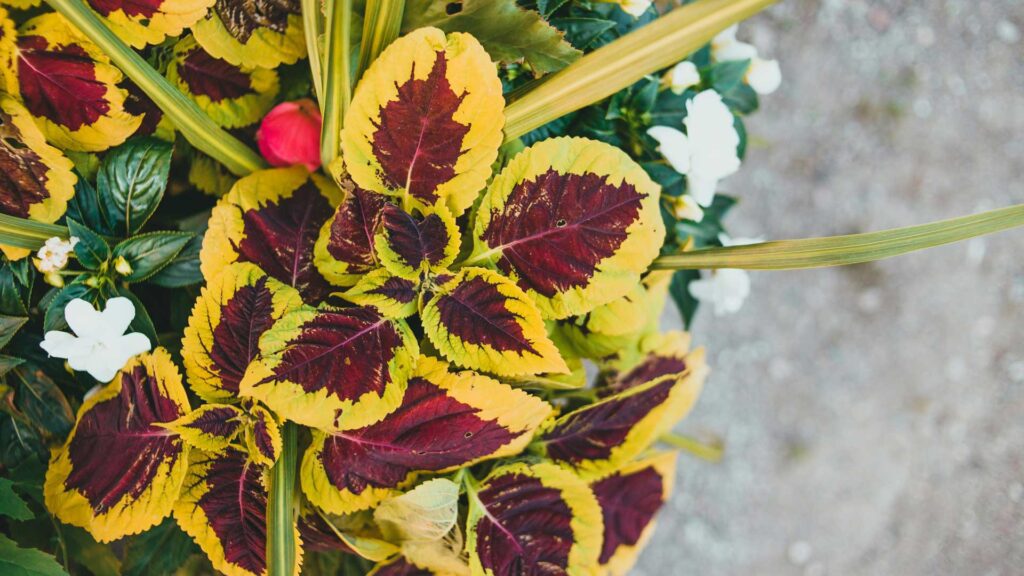 Kong Coleus Plant