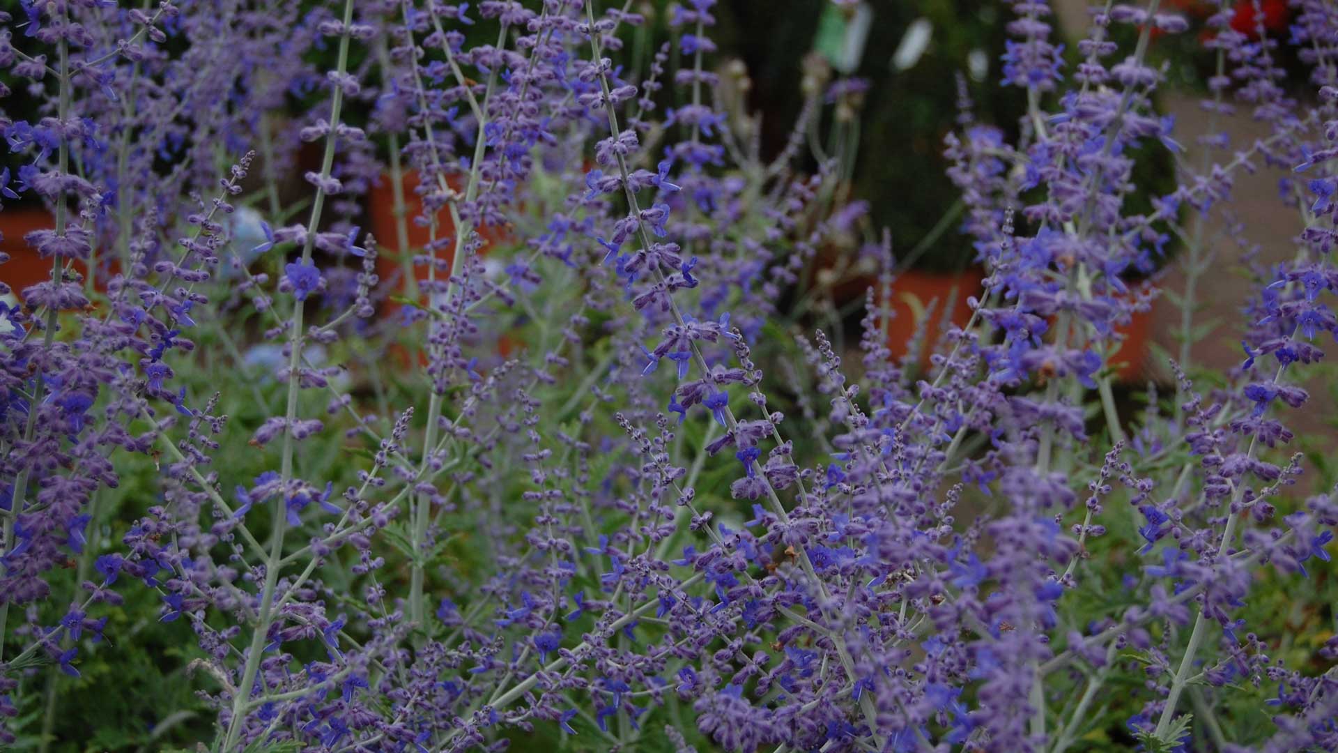 Blue Spire Rage The Magical Perennial Plant