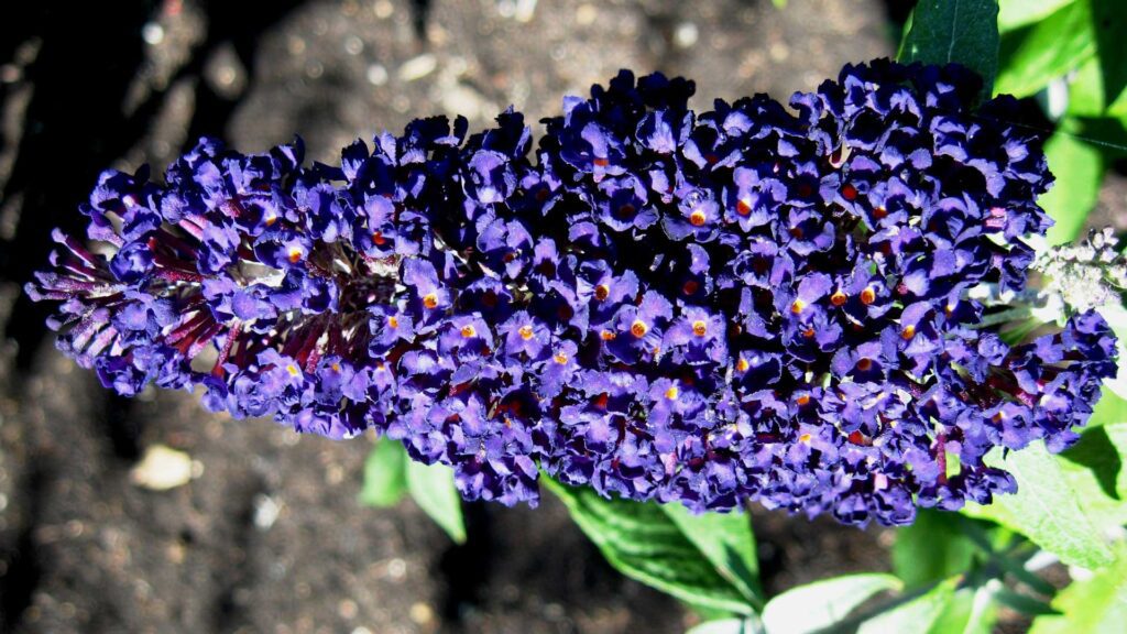 Meet Pugster Blue Butterfly Bush The Perennial Plant