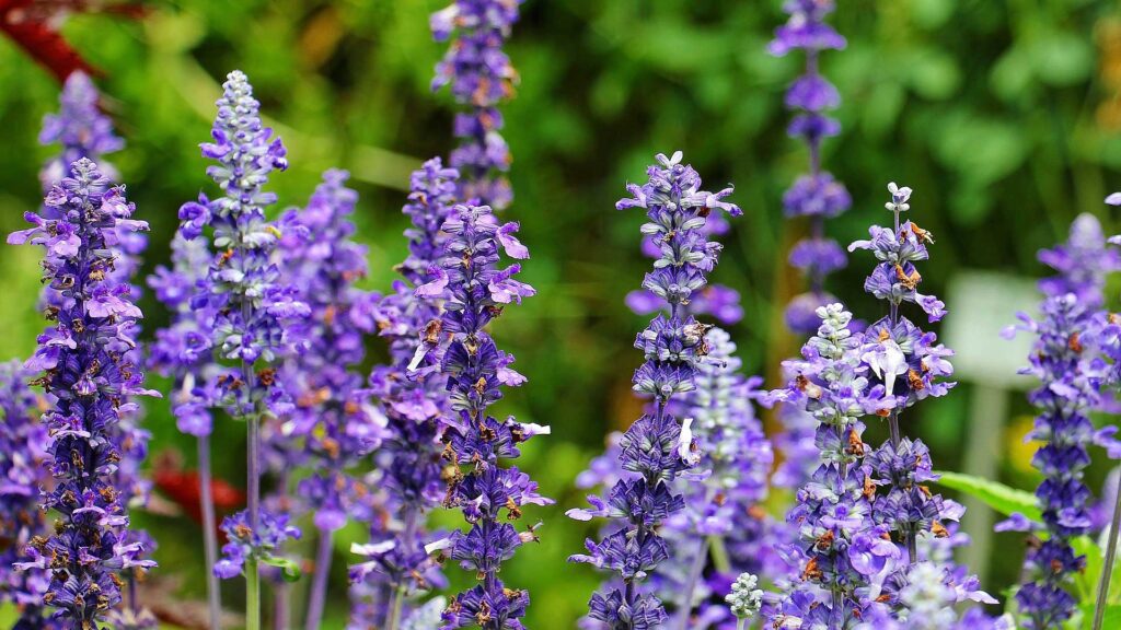 Little Spire Russian Sage Perennial Plant