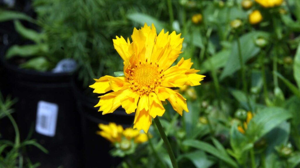 Planting this Perennial Coreopsis Jethro Tull Plant