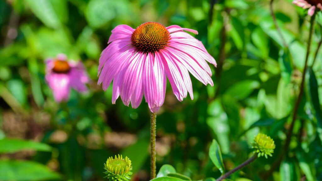 Caring Your Pow Wow Wild Berry The Echinacea Purpurea Coneflower