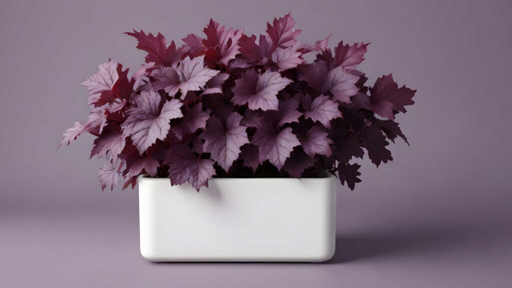 Taking Care of Purple Heuchera Perennial Plant