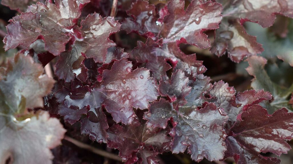 Purple Heuchera Micrantha Plant