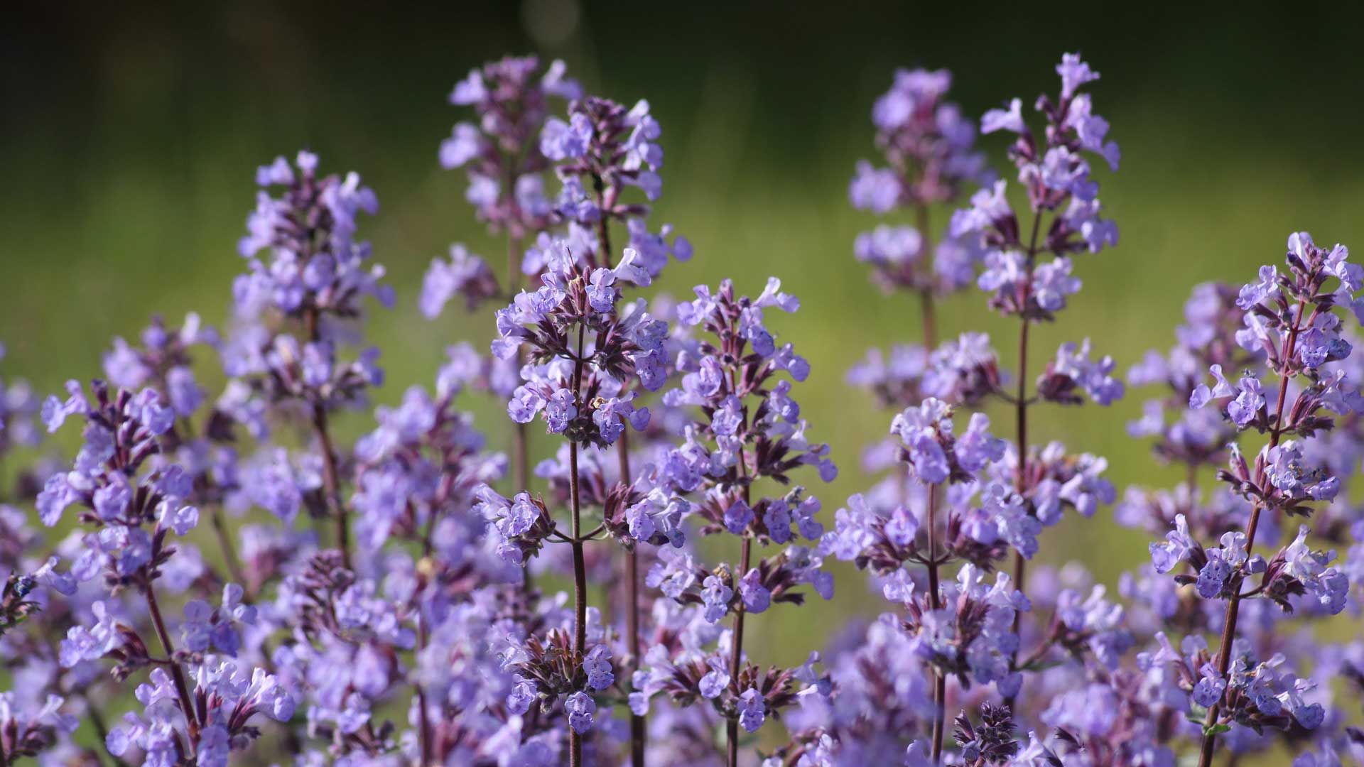 Six Hills Giant Catmint