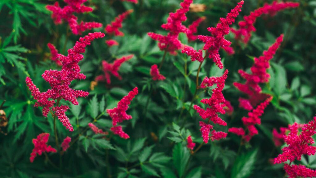 Take Care of your Mighty Cherry Astilbe
