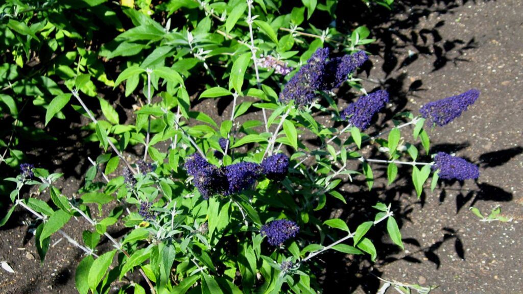 The Arrangement of These Pugster Butterfly Bush Plants 