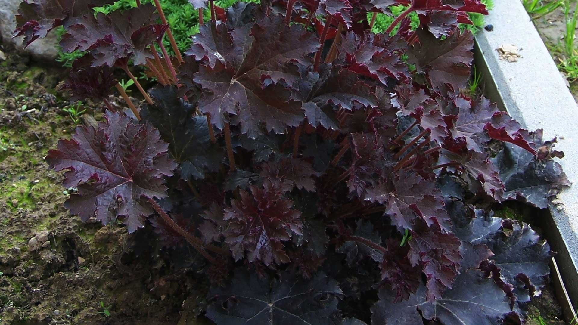 Palace Purple Heuchera Plant