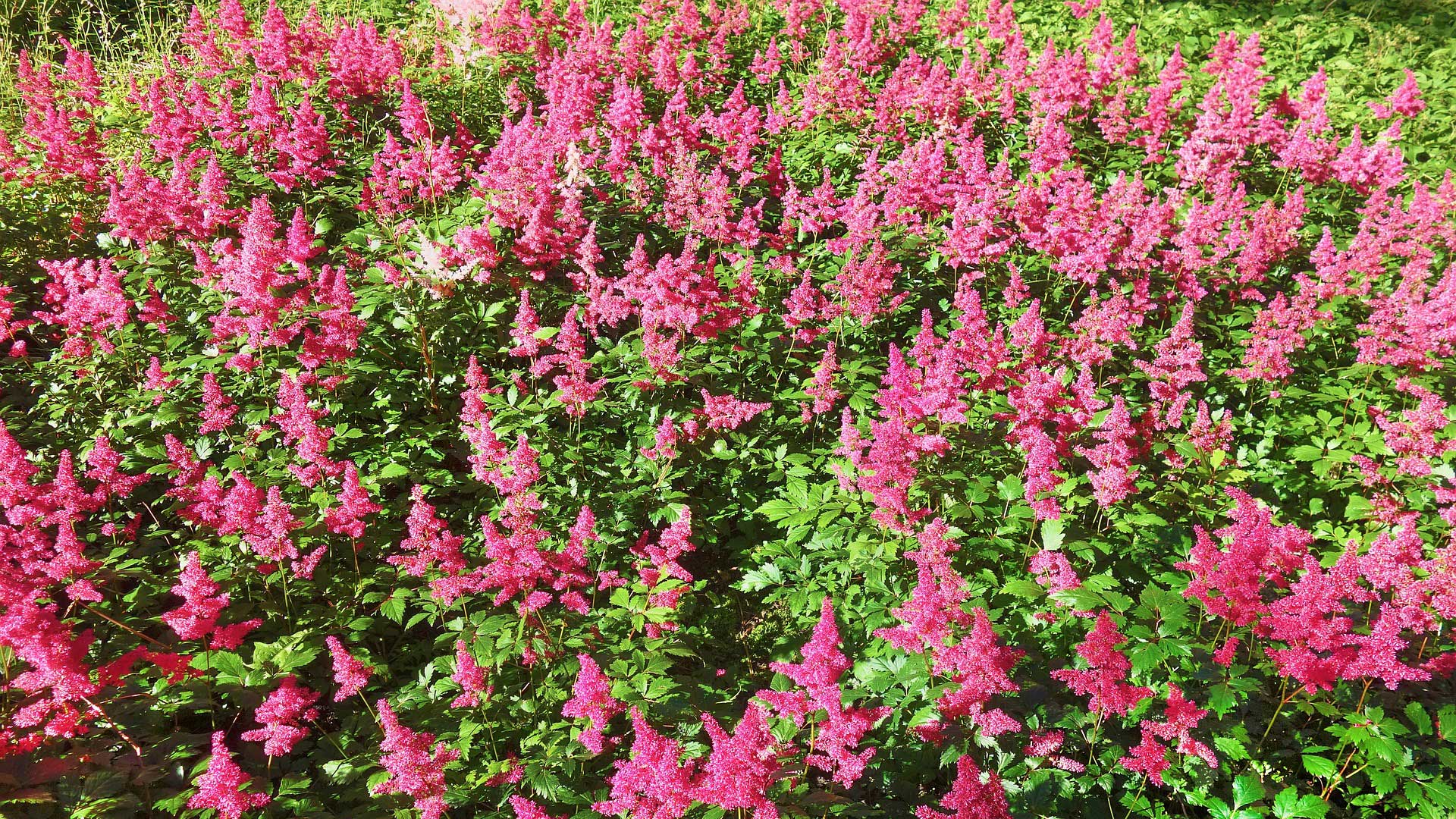The Mighty Chocolate Cherry Astilbe