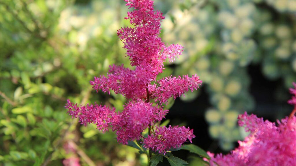Cherry Astilbe The Perennial Plant