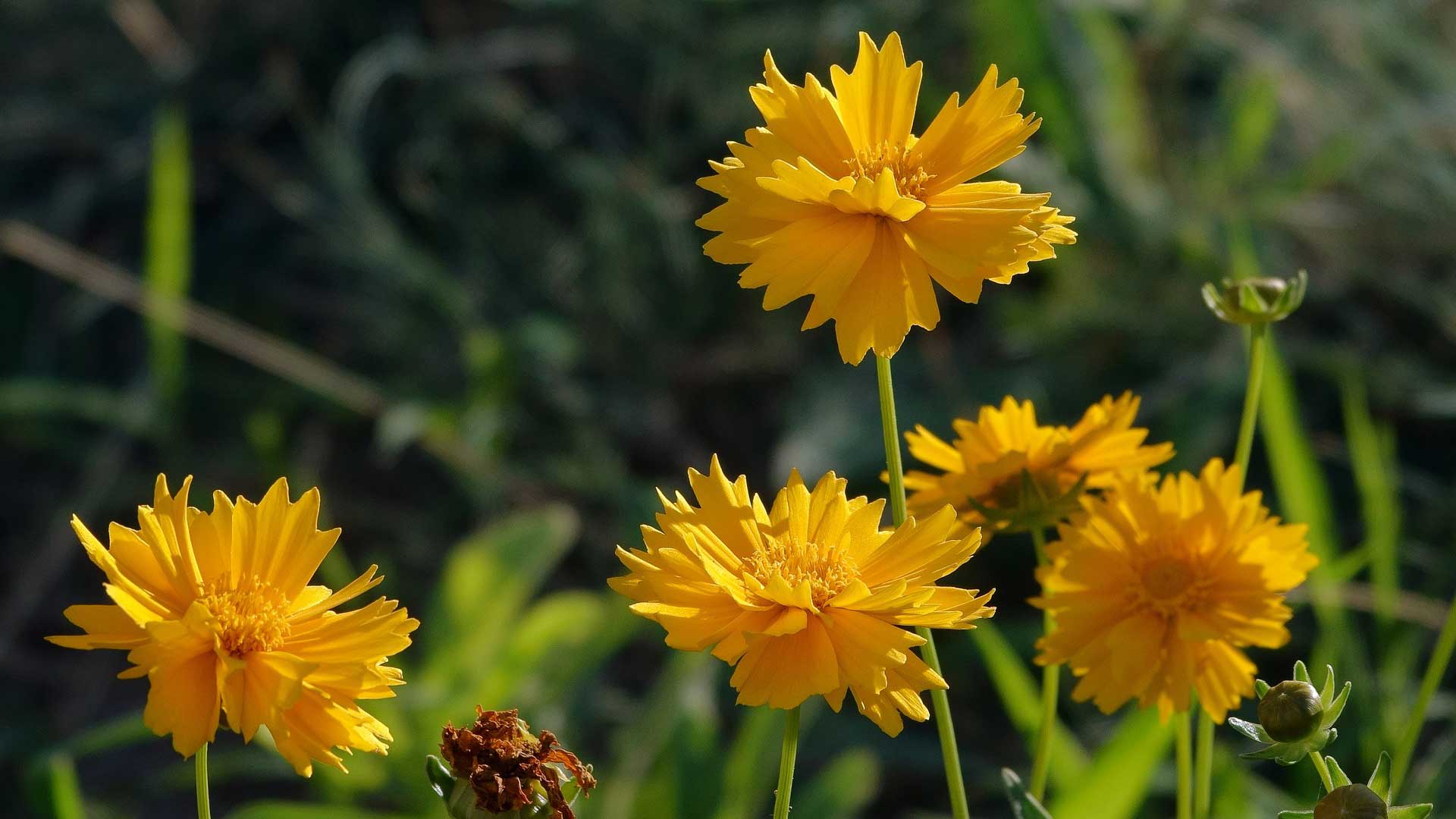 The Coreopsis Jethro Tull Perennial Plant