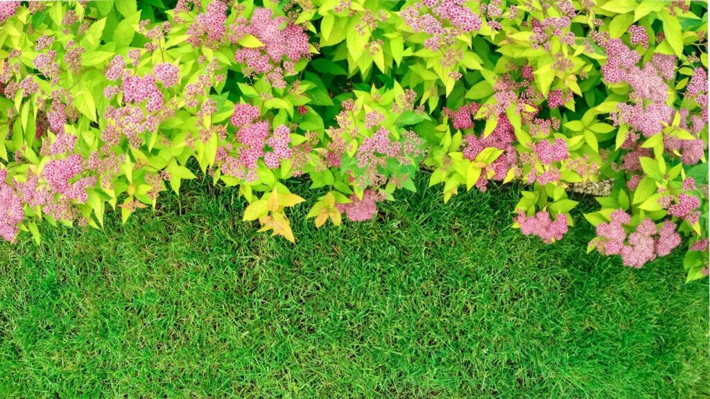 The front yard in spring garden landscape design with bright green lawn and flowers Spirea