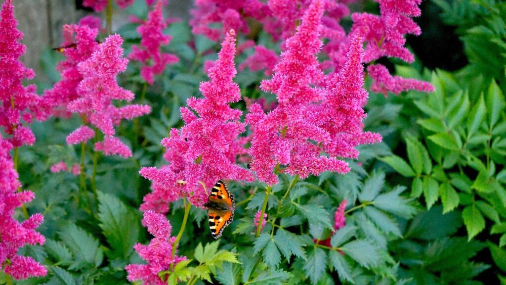 These Flowers Attract Butterflies, Adding to the Natural Beauty of your Garden.