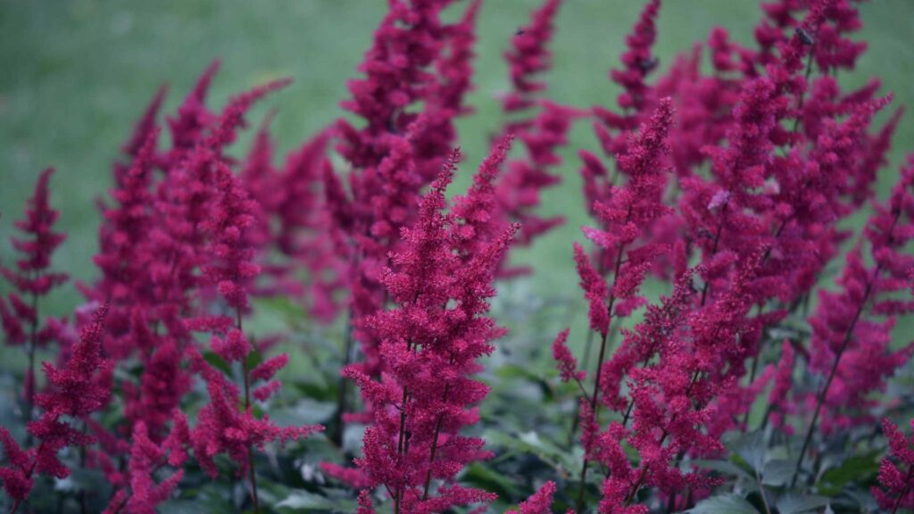 These Mighty Cherry Perennial Plants are Quite Versatile