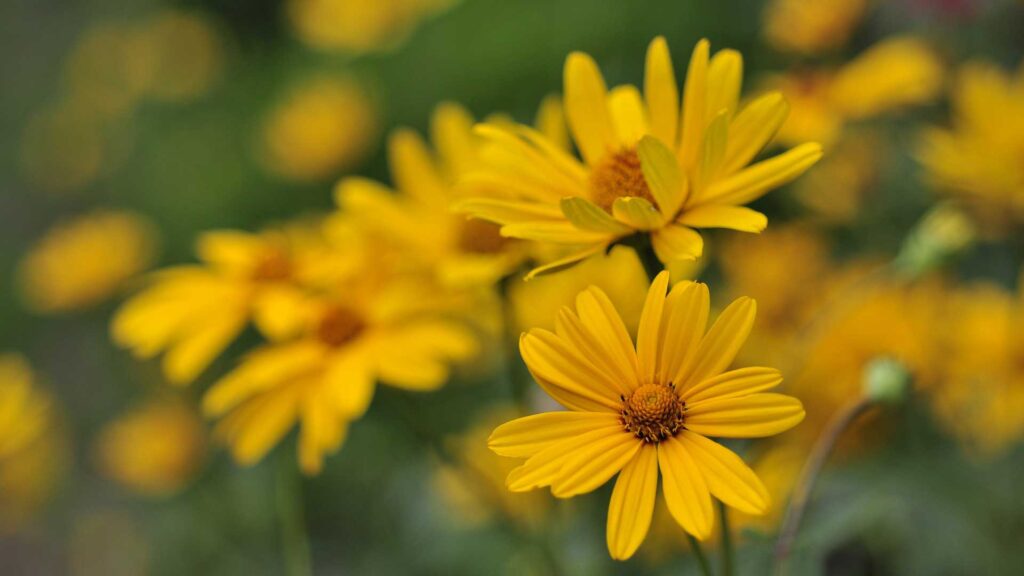 Tuscan Gold False Flower Look Like