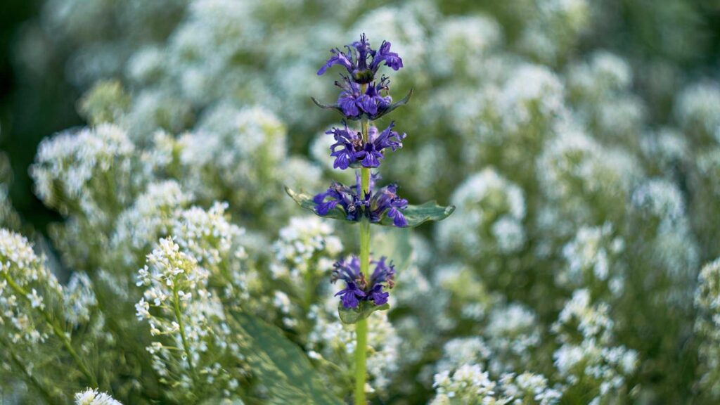 Unique Look of Little Spire Russian Sage Plant