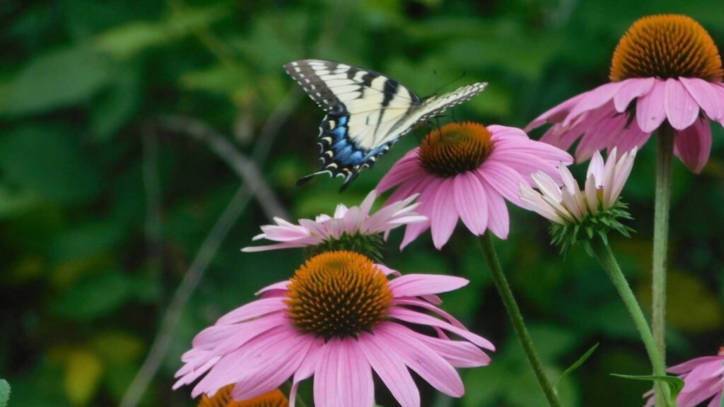 A Blue and White Butterfly Sitting on a Pink Flower
