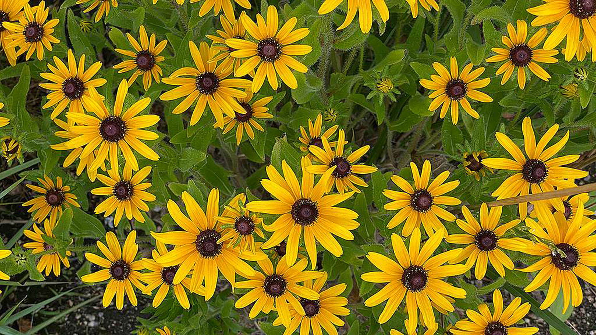 The black eyed susan is part of a big plant family called Asteraceae,