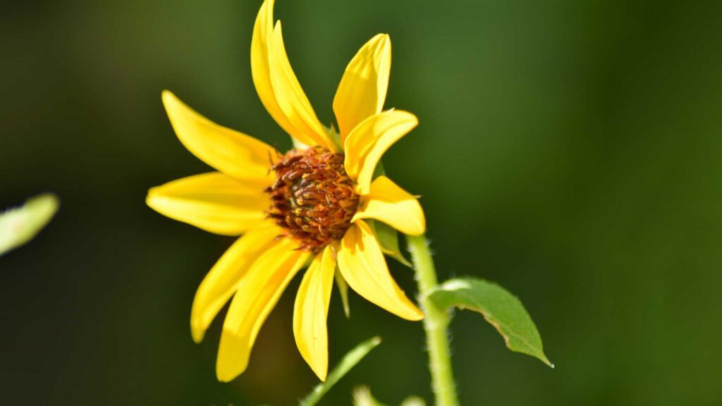 Caring for Your Tuscan Gold False Sunflower