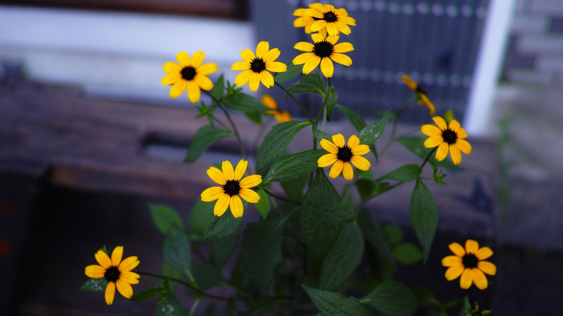 Black eyed susans can also be kept in masses or as groups in mixed perennial borders.