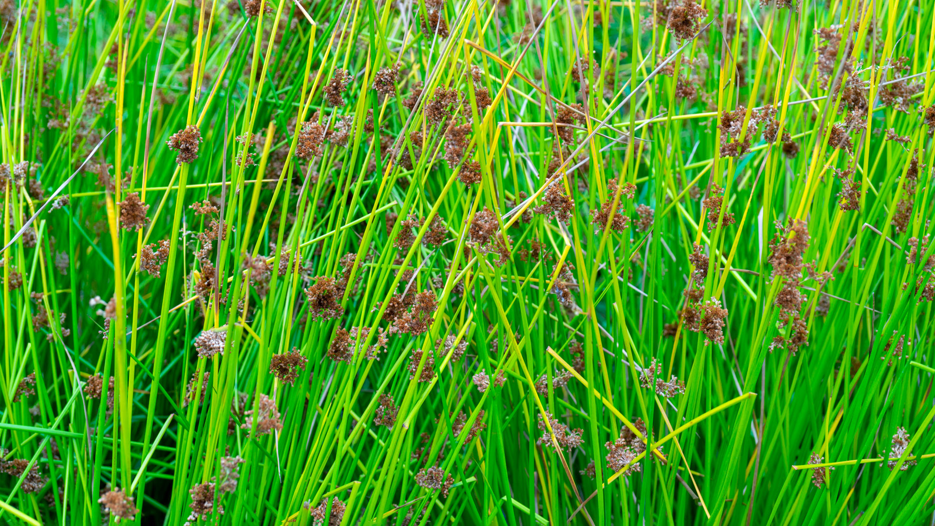 Ravenna grass has graceful arching leaves and feathery plumes of flowers