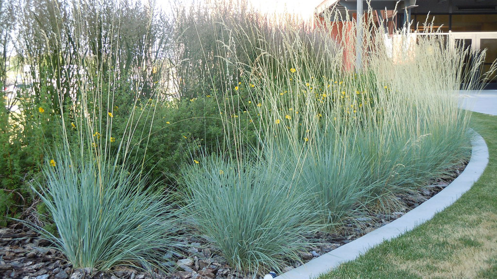 Blue oat grass is prized for its attractiveness.