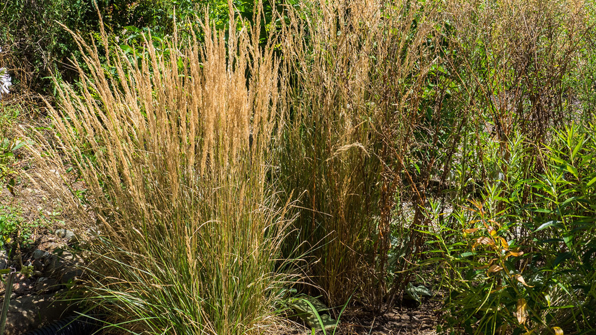Among many of the ornamental grasses feather reed grass  is the most popular.