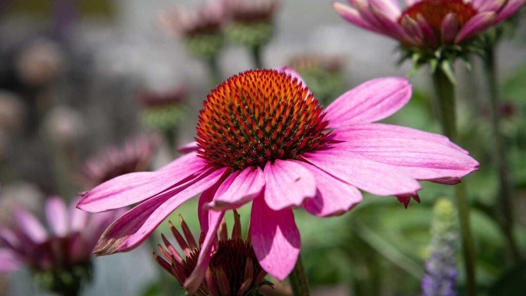 Wild berry Pow Wow Echinacea 