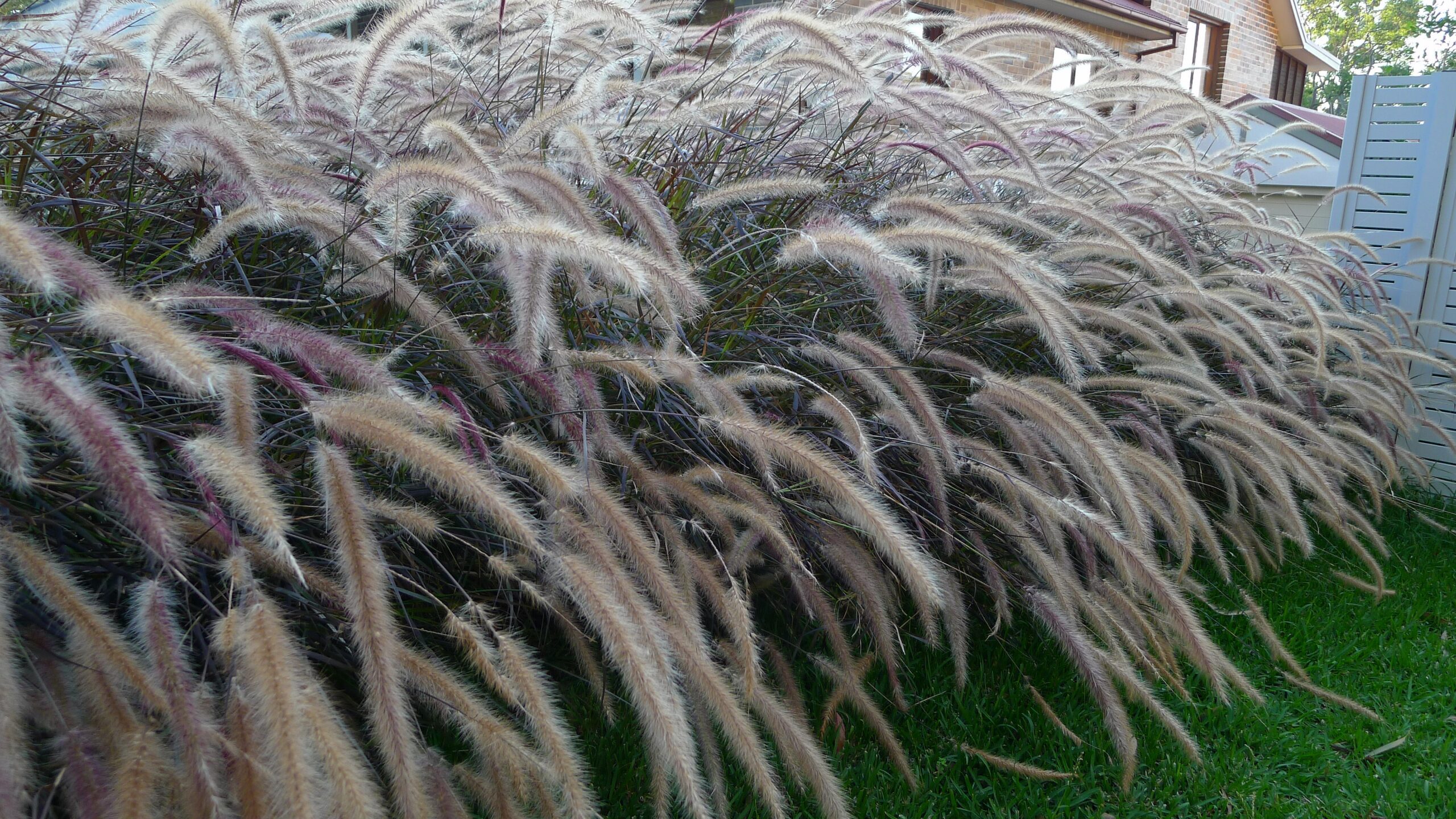 Fountain grass thrives in full sun but can tolerate shade too.