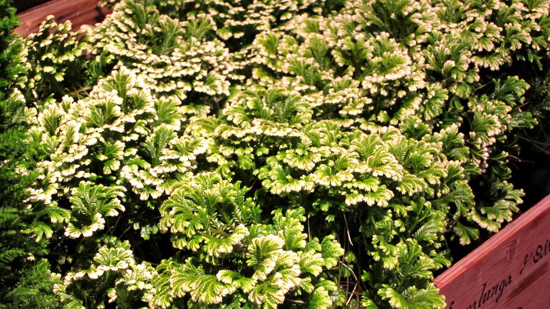 Caring For Frosty Fern Plant in Your Garden