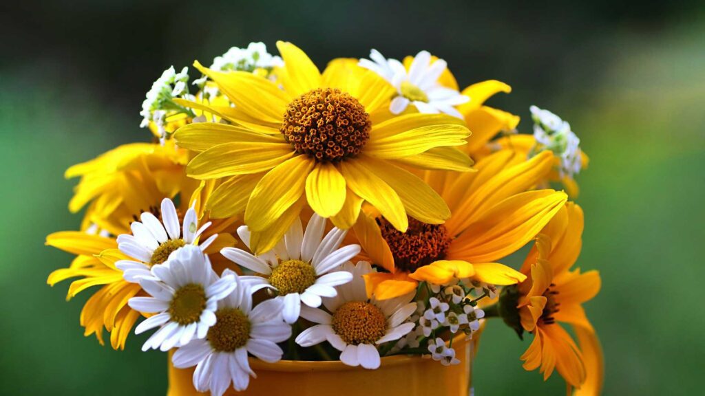 Tuscan Gold False Sunflower Plant