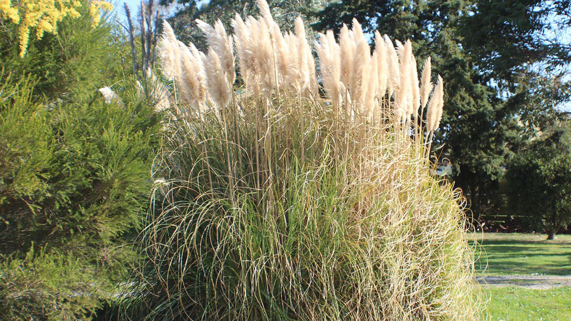 Pampas grass is popular for its flower heads and is commonly used in landscaping and floral arrangements.