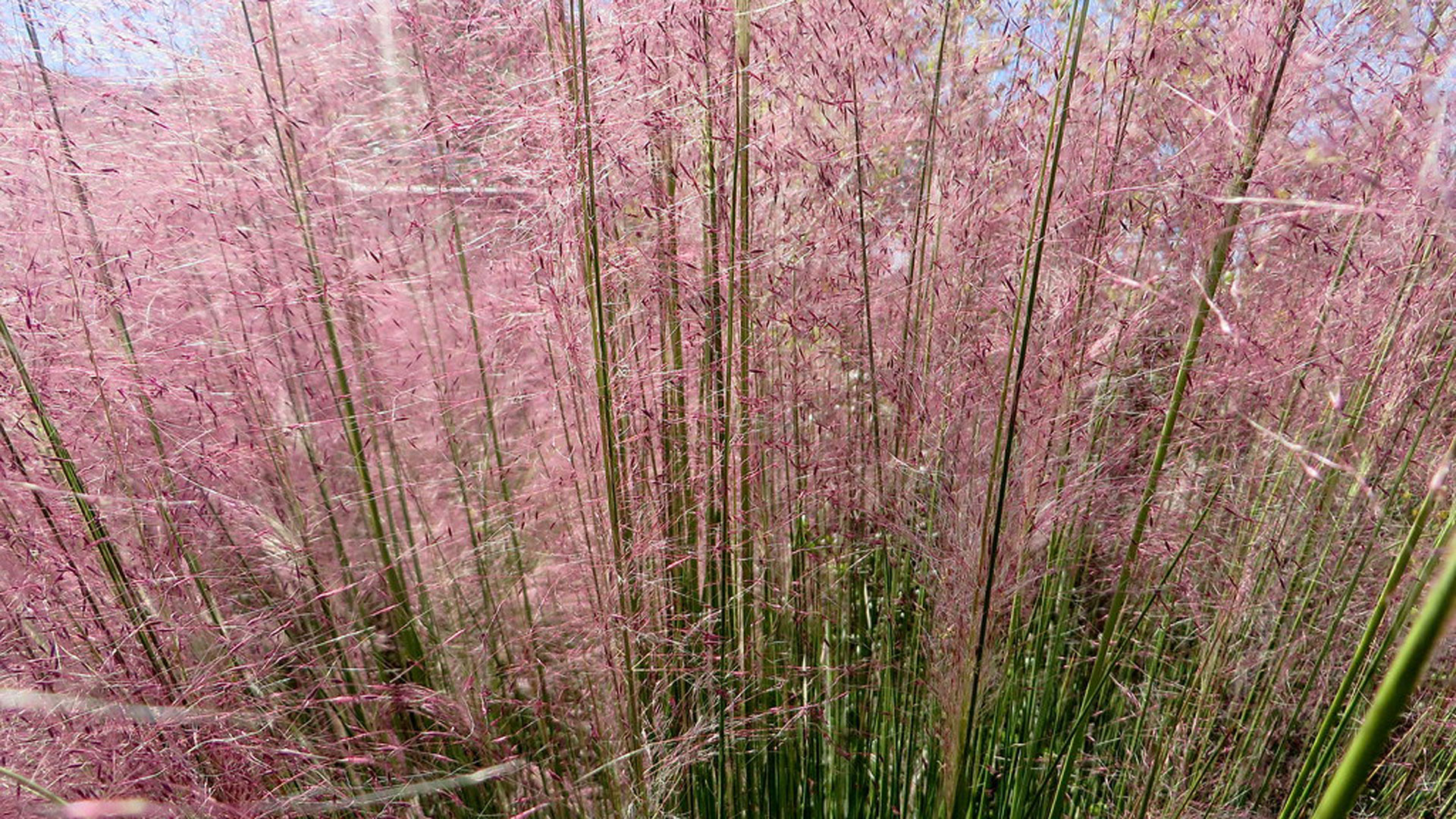 Pink Muhly comes in the best ornamental grass for privacy.