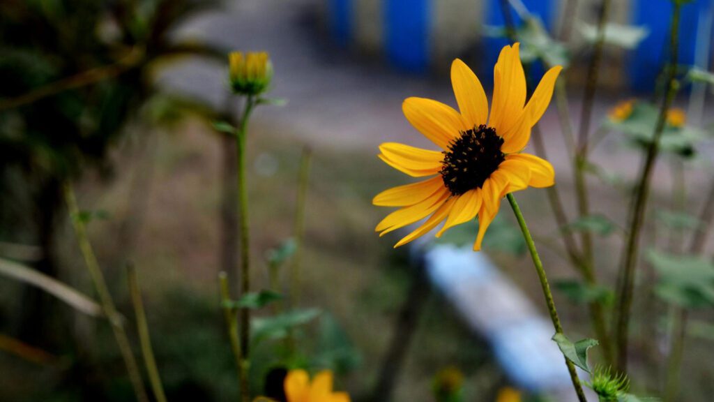 The black eyed susan is best grown in the average moist and well-drained soils.