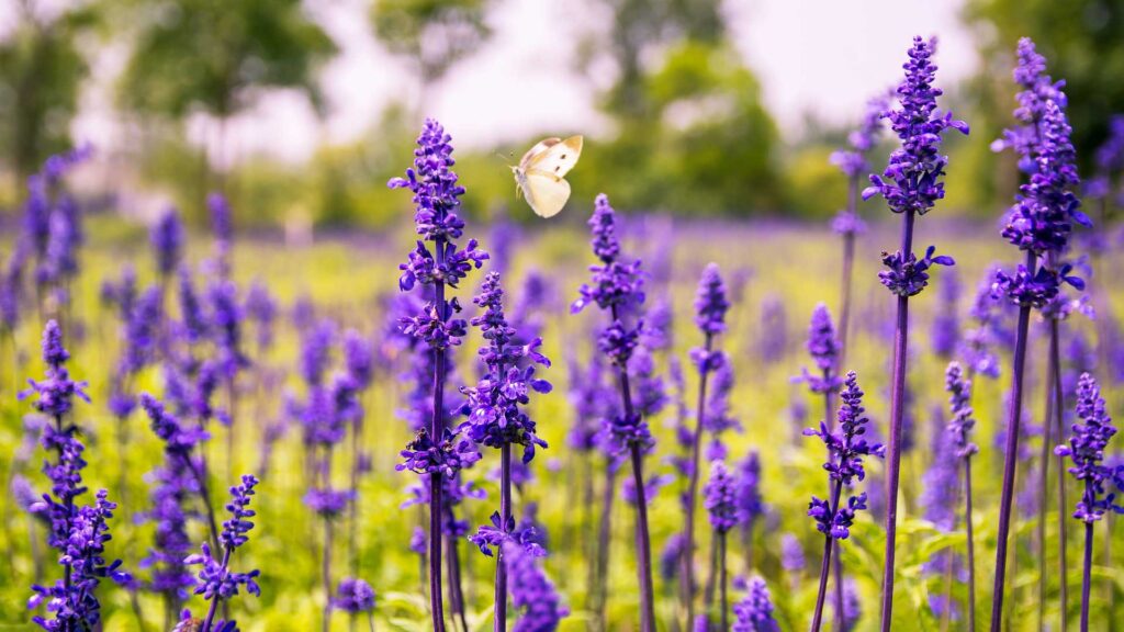 This Little Spire Plant is a Friend to Pollinators like Butterflies
